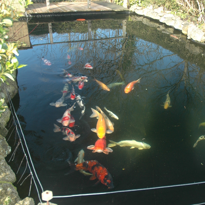 ryba